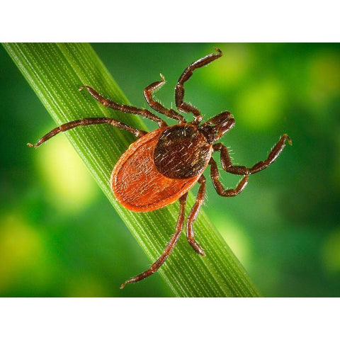 Blacklegged Tick White Modern Wood Framed Art Print by Centers for Disease Control and Prevention