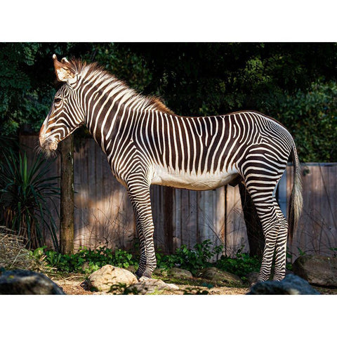 Zebra White Modern Wood Framed Art Print by Murphy, Mehgan