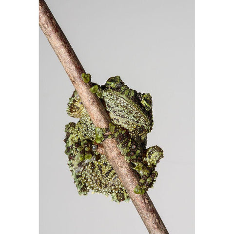 Vietnamese Mossy Frog Black Modern Wood Framed Art Print with Double Matting by Animal Photography