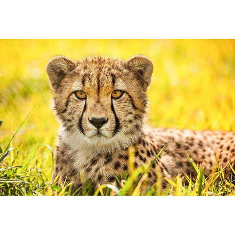 Cheetah Black Modern Wood Framed Art Print with Double Matting by Animal Photography