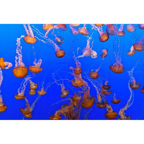 Jellyfish White Modern Wood Framed Art Print by Highsmith, Carol