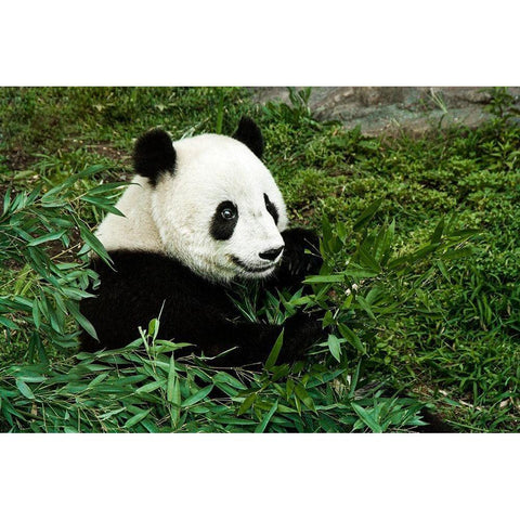 Giant Panda Black Modern Wood Framed Art Print by Murphy, Mehgan