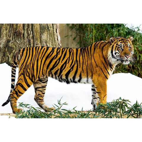 Sumatran Tiger Black Modern Wood Framed Art Print by Murphy, Mehgan
