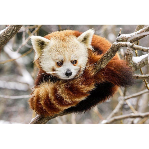 Red Panda White Modern Wood Framed Art Print by Murphy, Mehgan