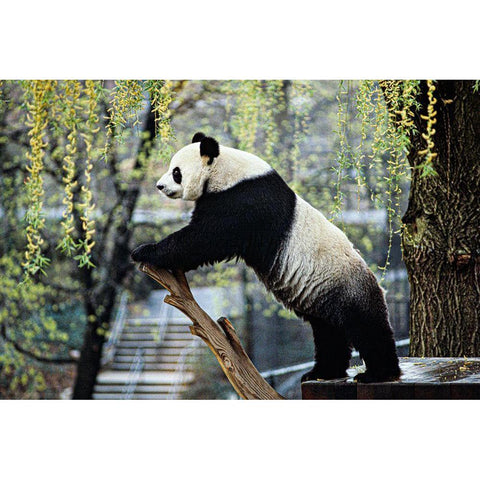 Giant Panda II Black Modern Wood Framed Art Print with Double Matting by Cohen, Jessie