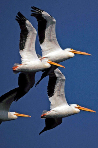 Flock of White Pelicans White Modern Wood Framed Art Print with Double Matting by NASA