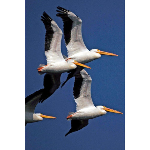 Flock of White Pelicans Black Modern Wood Framed Art Print with Double Matting by NASA