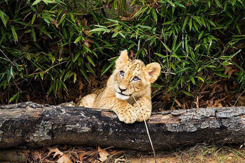 African Lion  White Modern Wood Framed Art Print with Double Matting by Murphy, Mehgan