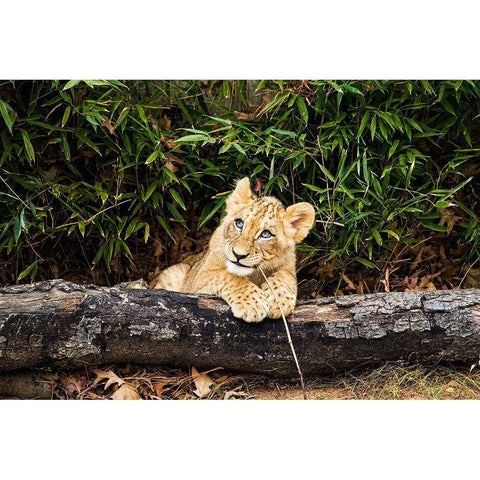 African Lion  White Modern Wood Framed Art Print by Murphy, Mehgan