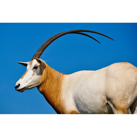 Scimitar-horned Oryx White Modern Wood Framed Art Print by Reed, Dolores