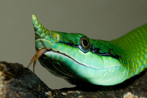 Rhinocoros Snake White Modern Wood Framed Art Print with Double Matting by Smithonian Institution