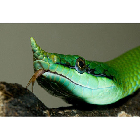 Rhinocoros Snake White Modern Wood Framed Art Print by Smithonian Institution