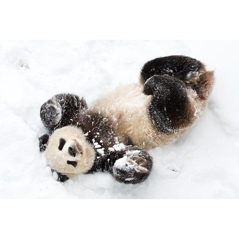 Giant Panda III Black Modern Wood Framed Art Print with Double Matting by Murphy, Mehgan