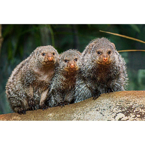 Banded Mongoose Gold Ornate Wood Framed Art Print with Double Matting by Nishimura, Clyde E.