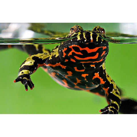 Oriental Fire-bellied Toad Black Modern Wood Framed Art Print by Smithsonian Institution