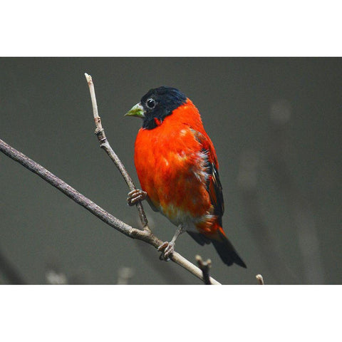 Red Siskin White Modern Wood Framed Art Print by Animal Photography