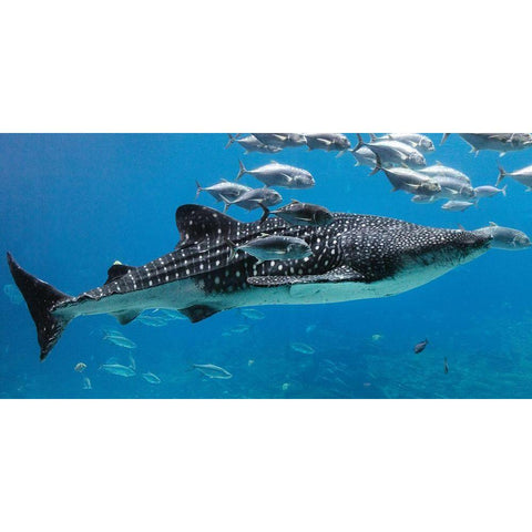 Whale Shark II White Modern Wood Framed Art Print by Highsmith, Carol