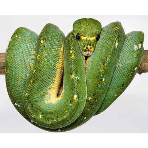 Green Tree Python Black Modern Wood Framed Art Print with Double Matting by Smithsonian Institution