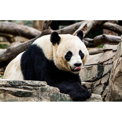 Giant Panda IV Black Modern Wood Framed Art Print by Murphy, Mehgan