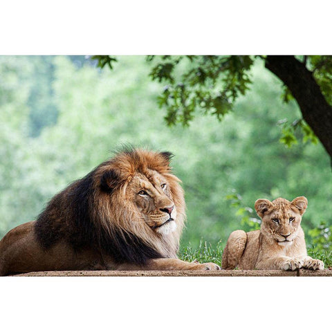 African Lion  Gold Ornate Wood Framed Art Print with Double Matting by Murphy, Mehgan