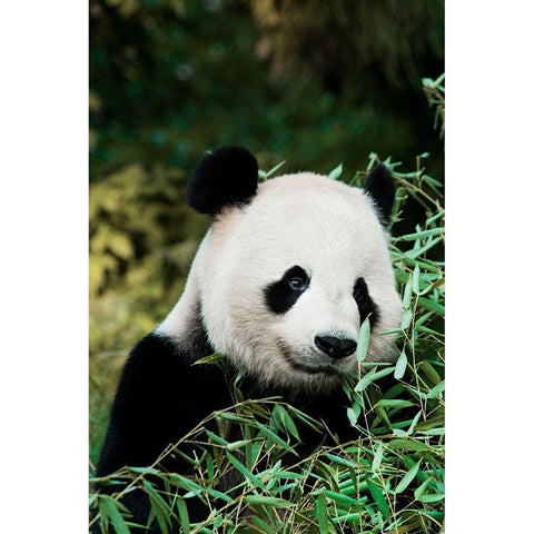 Giant Panda V Black Modern Wood Framed Art Print by Cohen, Jessie