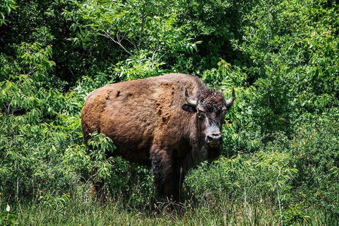 American Bison White Modern Wood Framed Art Print with Double Matting by Highsmith, Carol