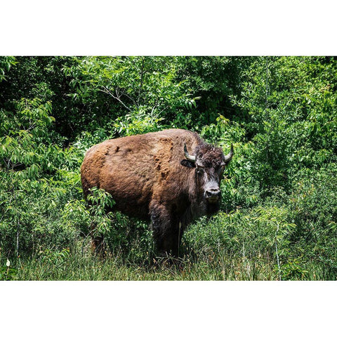 American Bison Black Modern Wood Framed Art Print with Double Matting by Highsmith, Carol