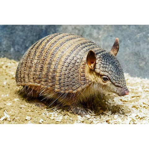 Screaming Hairy Armadillo White Modern Wood Framed Art Print by Nishimura, Clyde E.