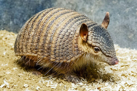 Screaming Hairy Armadillo Black Ornate Wood Framed Art Print with Double Matting by Nishimura, Clyde E.