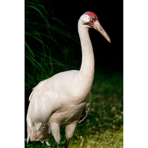 Whooping Crane Black Modern Wood Framed Art Print with Double Matting by Smithsonian Institution