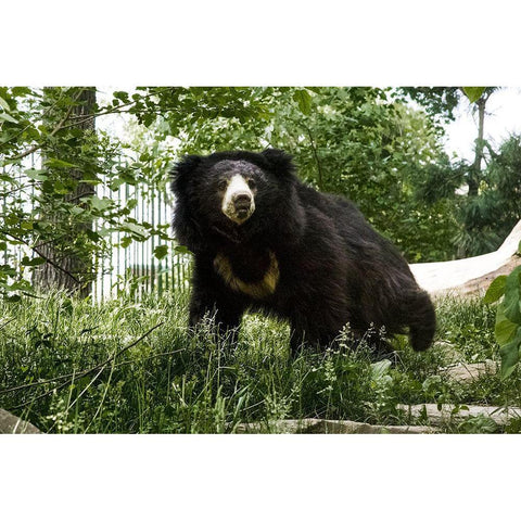 Sloth Bear Black Modern Wood Framed Art Print with Double Matting by Murphy, Mehgan