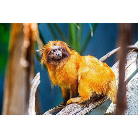 Golden Lion Tamarin Gold Ornate Wood Framed Art Print with Double Matting by Brown, Skip