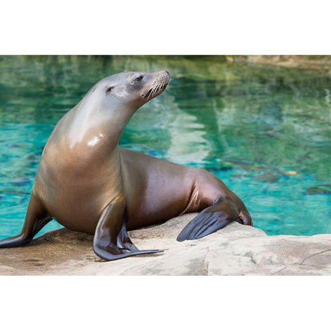 California Sea Lion  Gold Ornate Wood Framed Art Print with Double Matting by Murphy, Mehgan