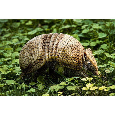 Three-banded Armadillo Black Modern Wood Framed Art Print by Cohen, Jessie