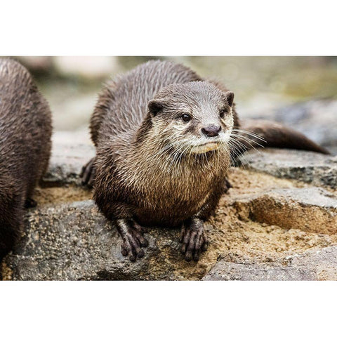 Asian Small-clawed Otter Black Modern Wood Framed Art Print with Double Matting by Murphy, Mehgan