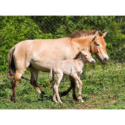 Horse White Modern Wood Framed Art Print by Cohen, Jessie