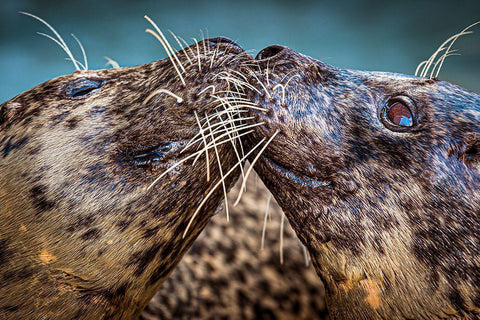 Harbor Seals White Modern Wood Framed Art Print with Double Matting by Animal Photography
