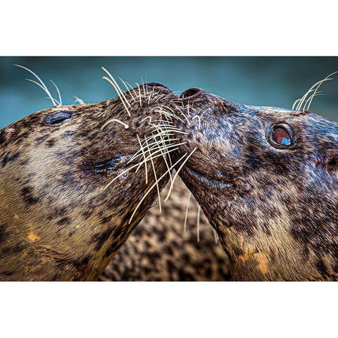 Harbor Seals Gold Ornate Wood Framed Art Print with Double Matting by Animal Photography