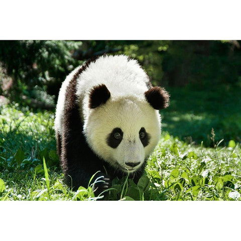 Giant Panda VI Black Modern Wood Framed Art Print by Batdorf, Ann