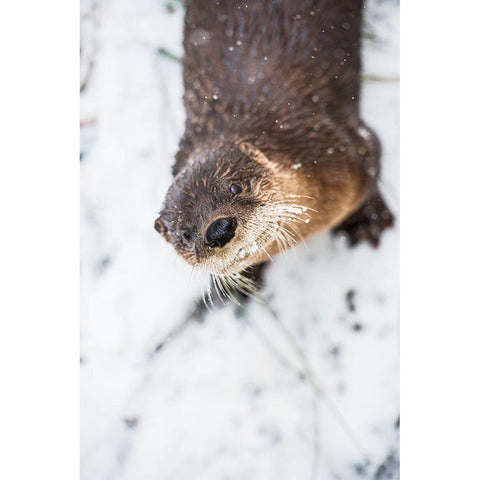 North American River Otter Black Modern Wood Framed Art Print with Double Matting by Wood, Abby