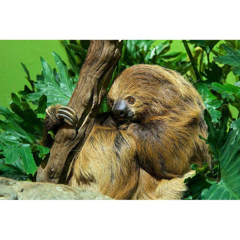 Linnes Two-toed Sloth Black Modern Wood Framed Art Print with Double Matting by Nishimura, Clyde E.