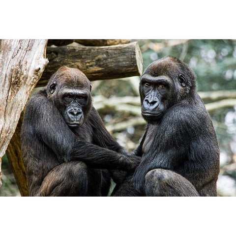 Lowland Gorilla  White Modern Wood Framed Art Print by Murphy, Mehgan