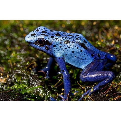 Blue Poison Frog White Modern Wood Framed Art Print by Smithsonian Institution