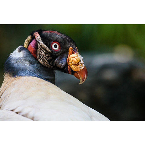 King Vulture White Modern Wood Framed Art Print by Animal Photography