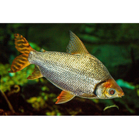 Flagtail Characin  White Modern Wood Framed Art Print by Carignan, Christa