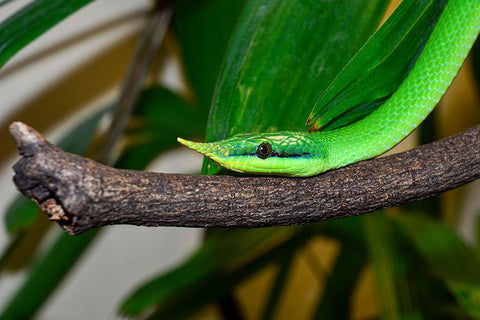 Rhinoceros Snake II White Modern Wood Framed Art Print with Double Matting by Smithsonian Institution