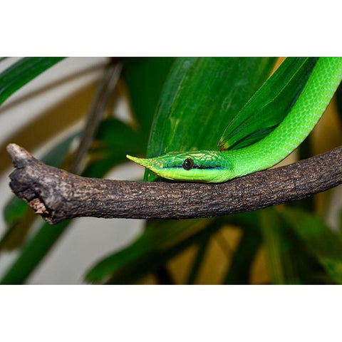 Rhinoceros Snake II Gold Ornate Wood Framed Art Print with Double Matting by Smithsonian Institution