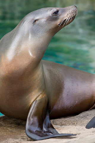 California Sea Lion  White Modern Wood Framed Art Print with Double Matting by Murphy, Mehgan