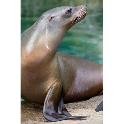 California Sea Lion  Black Modern Wood Framed Art Print by Murphy, Mehgan