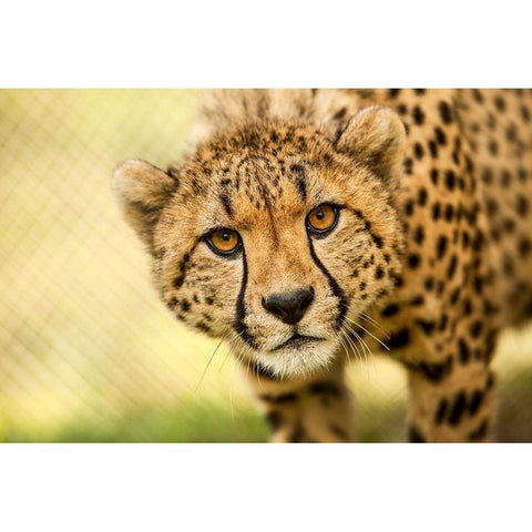 Cheetah Black Modern Wood Framed Art Print by Gregorio, Ronda